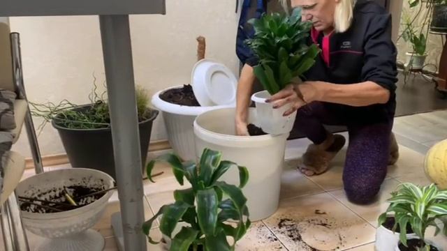 Разбираю драценовый садик, Тому не нравится ))) смотреть онлайн