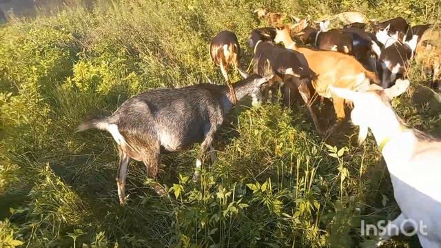 🛎Ищу козла!🚨 ПРОДАЕМ ЛУЧШИХ АЛЬПИЙСКИХ КОЗ! Козлик 🐐в подарок!🎁 смотреть онлайн