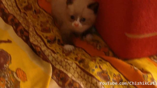 The Cute Kitten Breed "Snowshoe" Terrified Of A Vacuum Сeaner смотреть онлайн