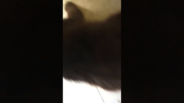 Захват украинскою кошки ? она хотела сбежит на Херсон смотреть онлайн