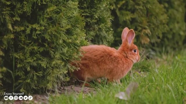 Успокаивающая музыка лечит сердце и сосуды, успокаивает нервную систему и снимает стресс #208 смотреть онлайн