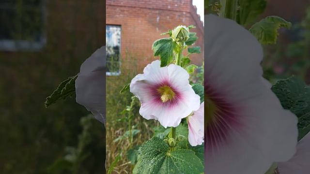 МАЛЬВА (или ПРОСВИРНИК, КАЛАЧИК, ШТОК-РОЗА) (Mаlva) #Shorts смотреть онлайн