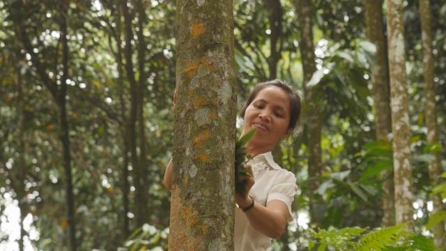 Состояние лесов мира 2016: леса и сельское хозяйство – вызовы и возможности землепользования смотреть онлайн