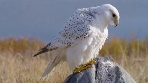 Хищные птицы Full HD 1080p