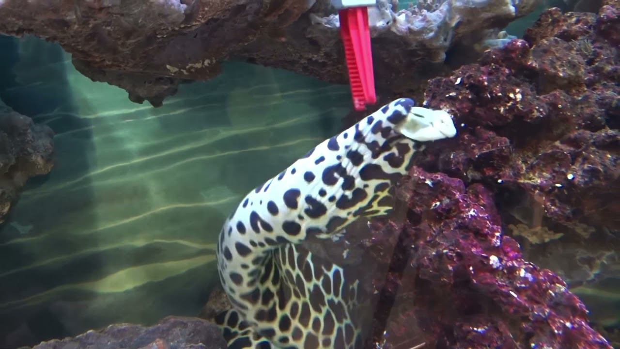 Кормление мурен смотреть онлайн