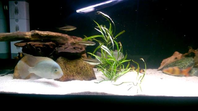 Вьеха Аргентия (Vieja Argentea)