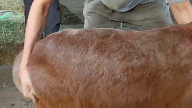 гиссарский (арашан) баранчик, 2022 года приобретен со Средней Азии для племенного использования смотреть онлайн