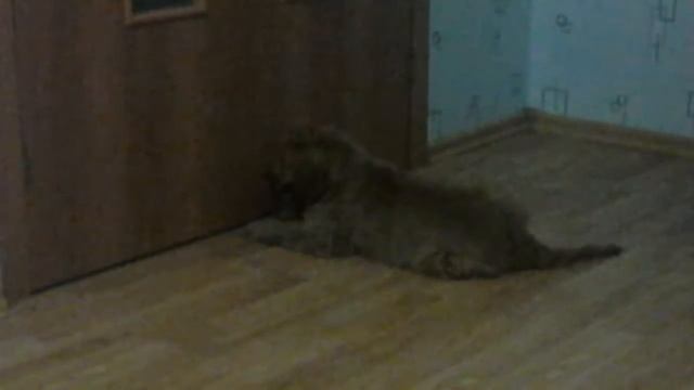 Пёс ломится в дверь смотреть онлайн