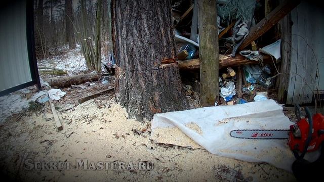 Как безопасно спилить дерево бензопилой в нужном направлении применяя клин для валки смотреть онлайн