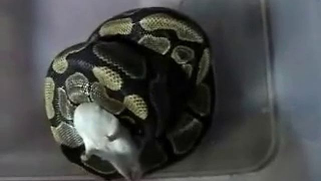 Homer my ball python eating. 4-3-07 part 1 смотреть онлайн