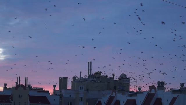 Красивое небо. Птицы возвращаются в город смотреть онлайн