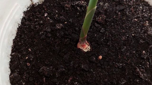 Семена которые купила и все мои растения 🌼 🌷 🥀 🌻 🌸 смотреть онлайн