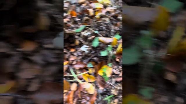 Мутинус собачий из рода ВЕСЕЛКА смотреть онлайн