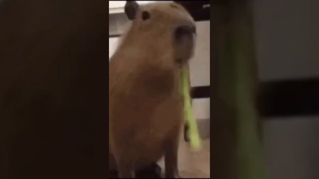 Жизнь капибары за 10 секунд… смотреть онлайн