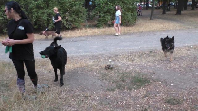 Собаки в парке Социализация Dogs in the park. Socialization. смотреть онлайн