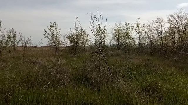 Курцхаар Ганс. Отрицательное влияние самоизоляции на подчинение собаки. смотреть онлайн