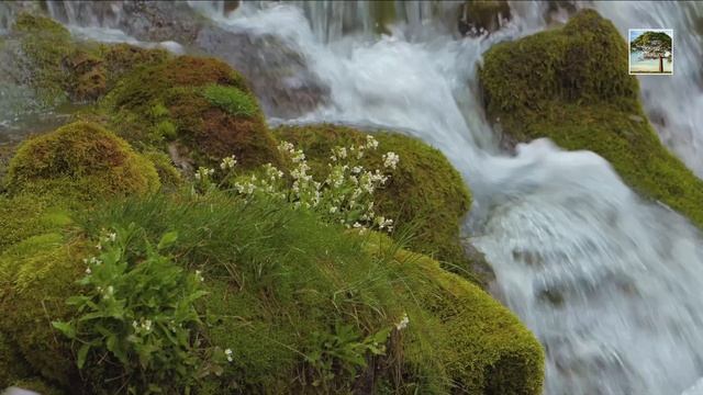 Реальные Звуки Природы. Шум водопада, Бурлящая вода для сна, медитации и отдыха. Красивый фон смотреть онлайн