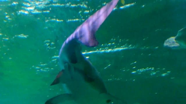 Ripley's Aquarium of Canada смотреть онлайн