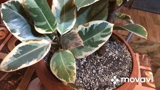 Ответ на комментарий. Фикус сушит листья и сбрасывает. смотреть онлайн