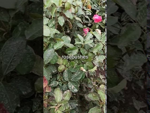 Саутин @rose_bushes161 смотреть онлайн