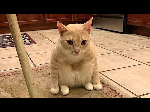 СМЕШНЫЕ КОШАЧЬИ МЕМЫ СБОРНИК 2022 Номер 96 смотреть онлайн