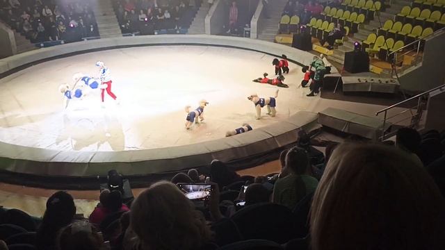 Рязанский цирк пудели смотреть онлайн