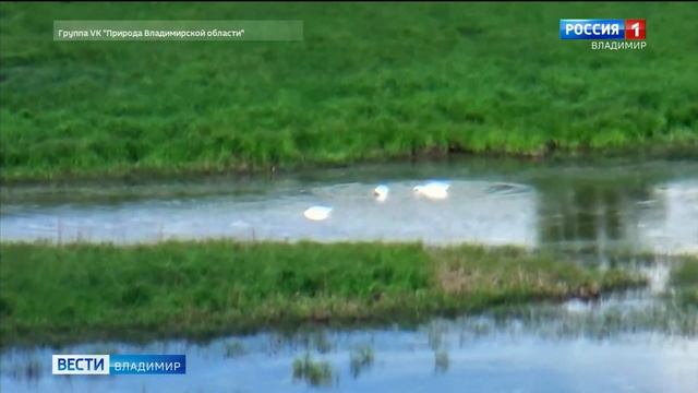 В Вязниках в кадр попали грациозные белые лебеди. смотреть онлайн