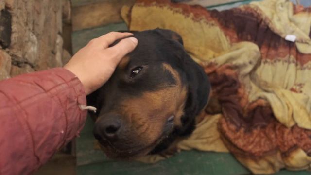 Появились шевеление щенков. Уже совсем скоро родятся щенки Ротвейлера. 57 день беременности Мираны смотреть онлайн