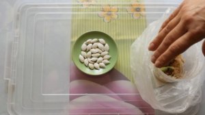 ❤?Крепкая рассада Тыквы!  В чем лучше прорастить семена Тыквы (кабака)