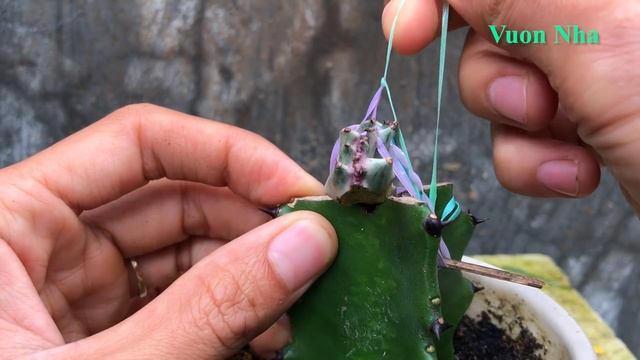 Cách Ghép Xương Rồng  Euphorbia Lactea | Grafted Euphorbia Lactea Cristata