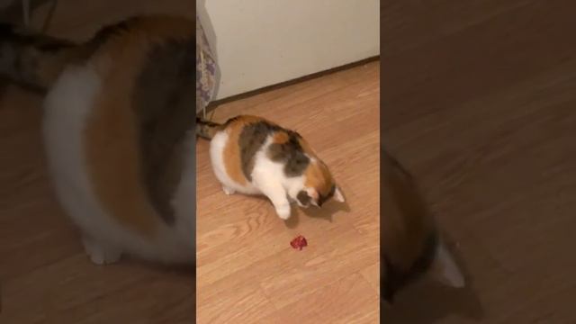 Кошка и мясо смотреть онлайн