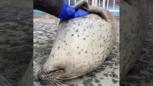 Морской котик бьёт себе по животу