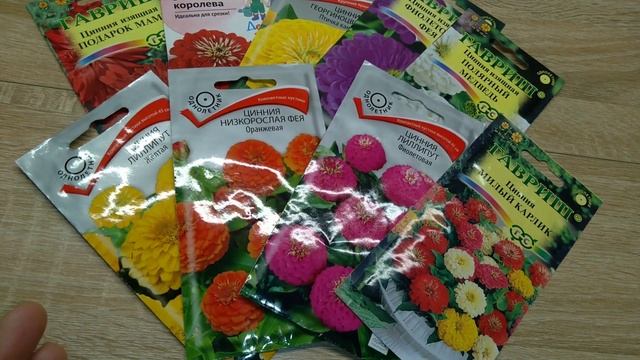 Как вырастить цинии. Майорчики