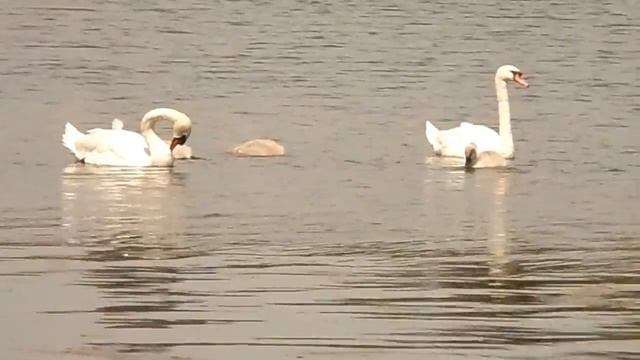 Serpentine, Hyde Park, London смотреть онлайн