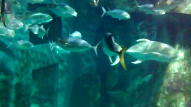 Fish Aquarium, London смотреть онлайн
