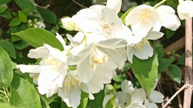 26 июня народный праздник АКУЛИНИН ДЕНЬ . МИРСКИЕ КАШИ . народные приметы и поверья смотреть онлайн