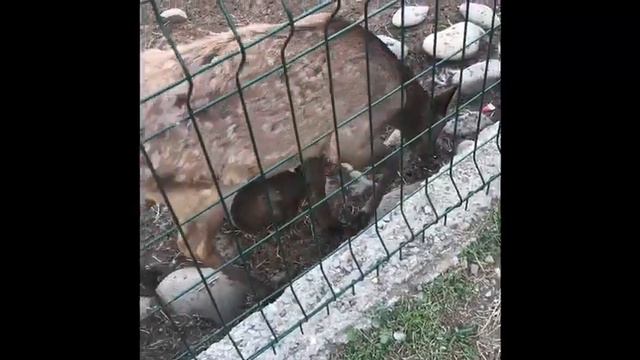 СегодняМы поехали в зоопарк вы увидели много животных🐘🦙🐐￼ смотреть онлайн
