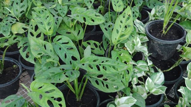top 5 indoor plants dumb cane swiss cheese pothos aglonema смотреть онлайн