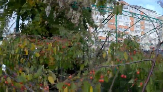 Ставропольский Ботанический сад...отдел продаж. смотреть онлайн