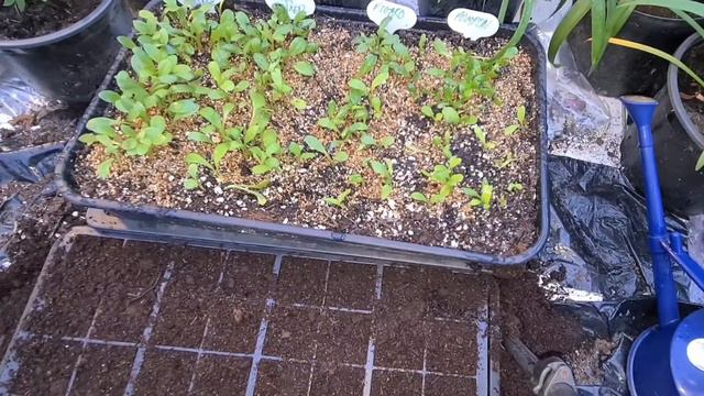 2021 How to grow Dahlias from seed Part 2 смотреть онлайн