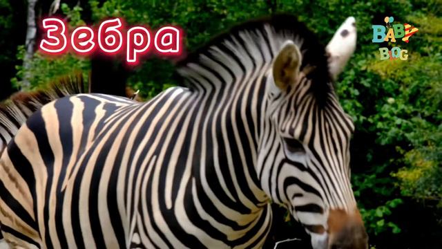 Животные Африки для детей и малышей / дикие животные/ животные для самых маленьких / african animal смотреть онлайн