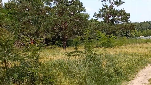 Забор вдоль озера Длинного смотреть онлайн