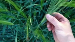 Овёс на Сено.