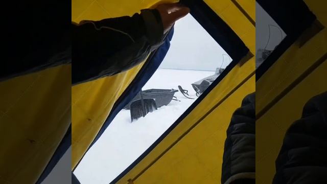 Палатка Полар берд 3т.В сильный ветер без проблем. смотреть онлайн