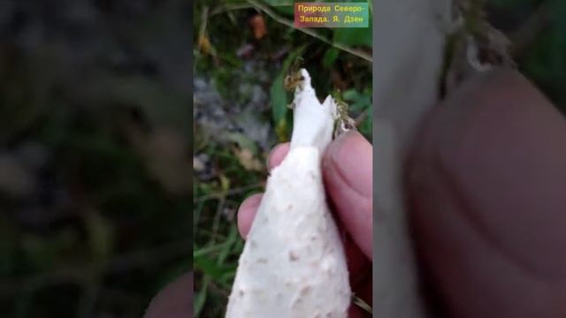 Навозник белый. Съедобный гриб смотреть онлайн