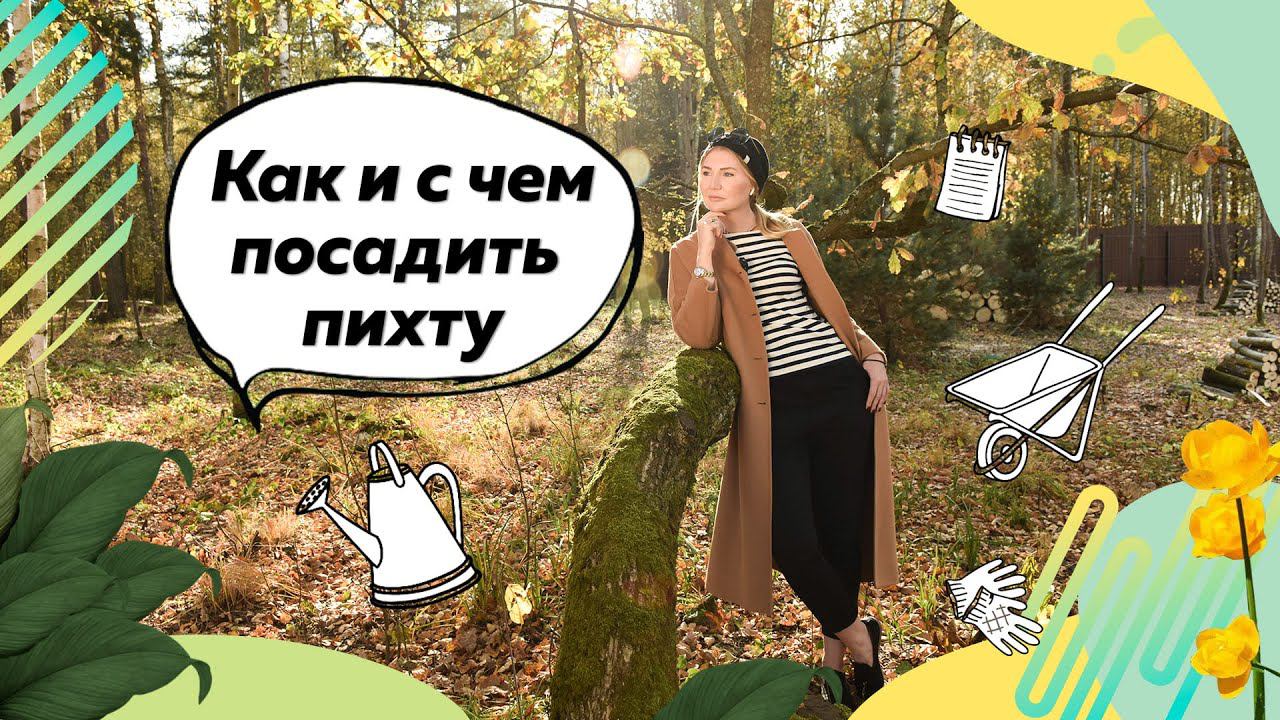 Пихта бальзамическая | Как посадить пихту? | Уход за пихтой | Хвойные