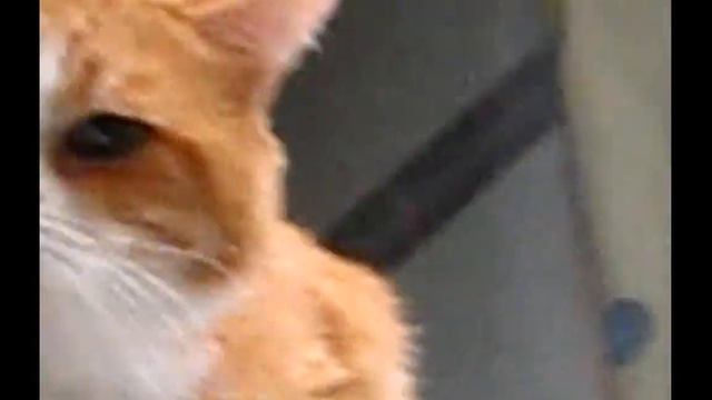 Котопульта атакует! : D смотреть онлайн