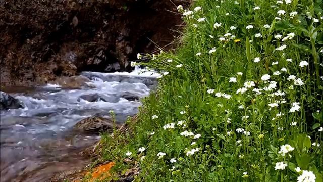 Лесной ручей. Источник, Звук ручья, Шум ручья, Звуки природы. Шум воды. Пение птиц. Горный ручей.