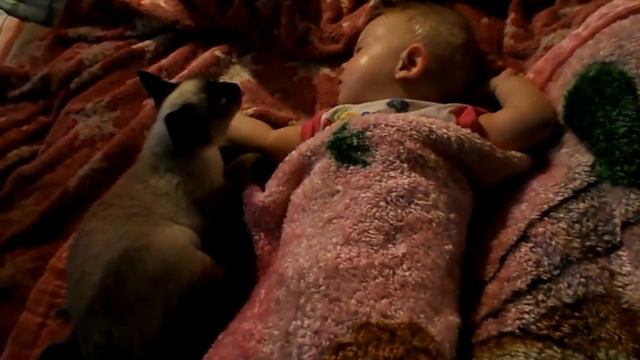 Тайский котёнок и малышка СвятоСлава.