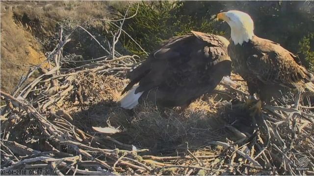 3/4/18..Sauces Eagles~Fish Gone In One Gulp ~ Slo-Mo смотреть онлайн